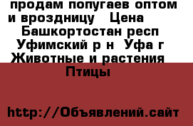 продам попугаев оптом и вроздницу › Цена ­ 470 - Башкортостан респ., Уфимский р-н, Уфа г. Животные и растения » Птицы   